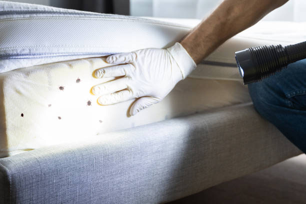 Best Bed Bug Extermination  in Red Lake, MN