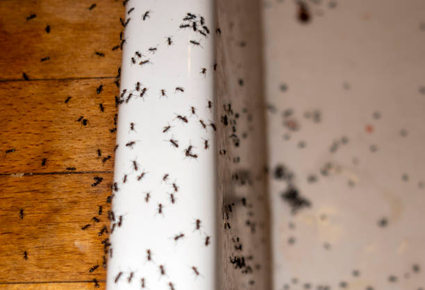 Best Exterminator Services  in Red Lake, MN