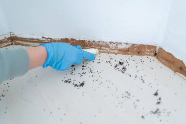 Best Affordable Pest Control Services  in Red Lake, MN