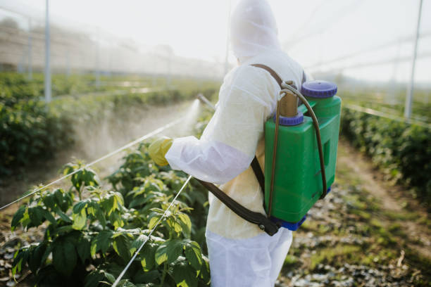 Best Wasp Removal Services  in Red Lake, MN